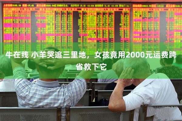 牛在线 小羊哭追三里地，女孩竟用2000元运费跨省救下它